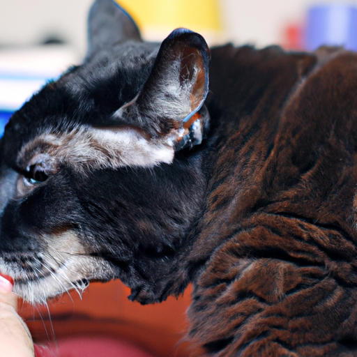 Caring for a Senior Cat: Tips and Tricks