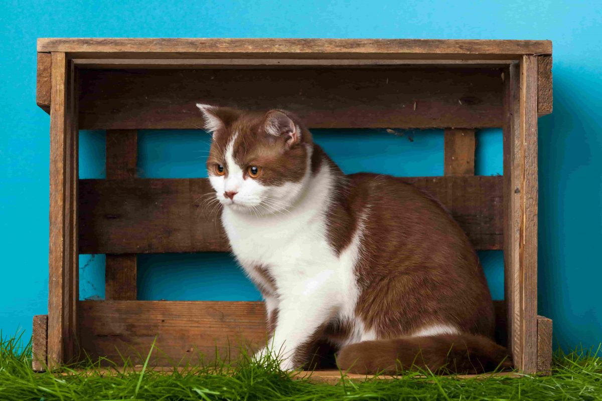 Why Do Cats Act Weird When You Scratch the Base of their Tail?