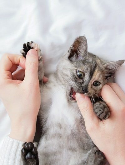 Why Does My Cat Lick Me Then Bite Me