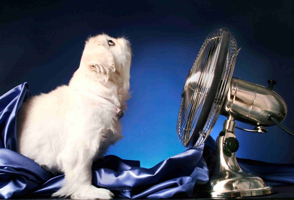 My Cat Follows Me to the Bathroom, and I'm Not Sure Why