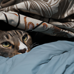 why do cats burrow under blankets