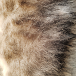 why do cats pull out their fur