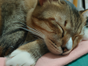 Why Do Cats Sleep So Much? The Science behind Cat Sleep