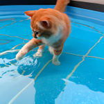 Why Some Cats are Afraid of Water and How to Help Them