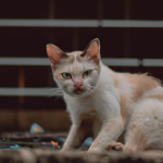 How to Help a Stray Cat and Provide it a loving home