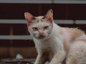 How to Help a Stray Cat and Provide it a loving home