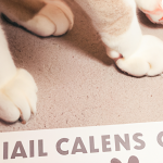 The Pros and Cons of Declawing Cats