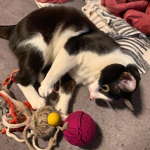 The Best Toys and Games for Your Cat