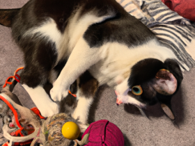 The Best Toys and Games for Your Cat