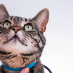 The Importance of Regular Vet Checkups for Cats