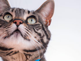 The Importance of Regular Vet Checkups for Cats