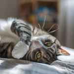 How to Keep Your Indoor Cat Happy and Healthy
